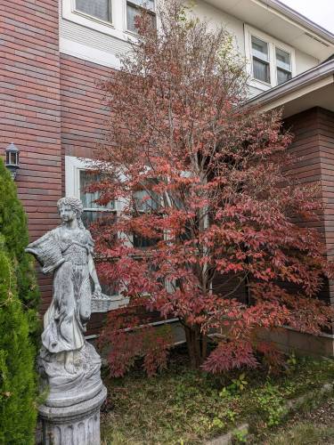 ヒメシャラ:紅葉の儚い美しさ ヒメシャラ:紅葉の儚い美しさ