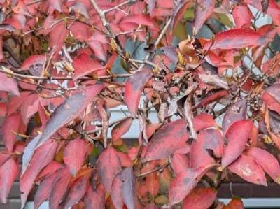 ヒメシャラ:紅葉の儚い美しさ ヒメシャラ:紅葉の儚い美しさ