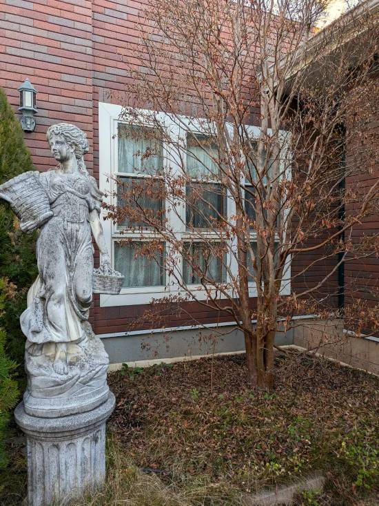 ヒメシャラ:紅葉の儚い美しさ ヒメシャラ:紅葉の儚い美しさ