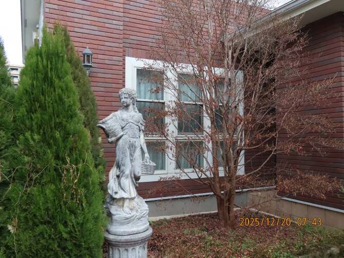 ヒメシャラ:紅葉の儚い美しさ ヒメシャラ:紅葉の儚い美しさ