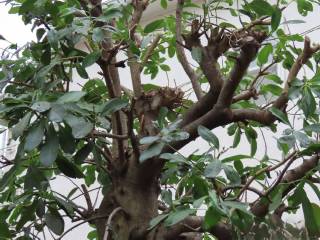 �N���P��̃A�v���[�`���ӂ̙���