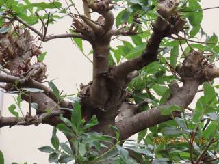 �N���P��̃A�v���[�`���ӂ̙���