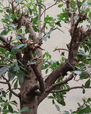 �N���P��̃A�v���[�`���ӂ̙���