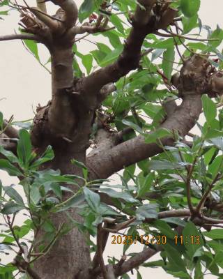 �N���P��̃A�v���[�`���ӂ̙���