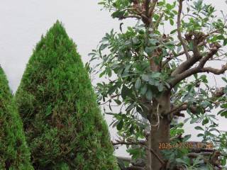 �N���P��̃A�v���[�`���ӂ̙���