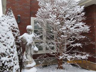 �Ⴊ�ԍ炭�q���V�����̖�