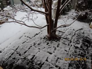 �Ⴊ�ԍ炭�q���V�����̖�