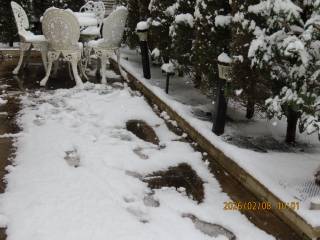 �Ⴊ�ԍ炭�q���V�����̖�