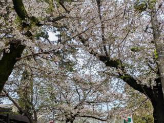 ���邳����Ղ�@2026