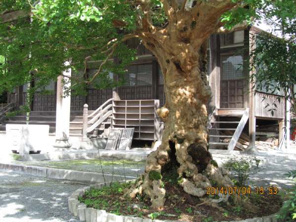 �����̃T���X�x���i�V�R�L�O���j