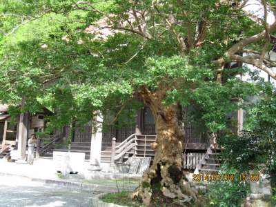 �����̃T���X�x���i�V�R�L�O���j