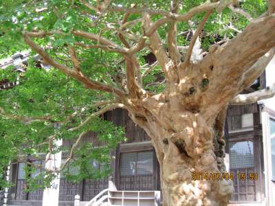 �����̃T���X�x���i�V�R�L�O���j