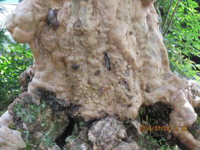 �����̃T���X�x���i�V�R�L�O���j