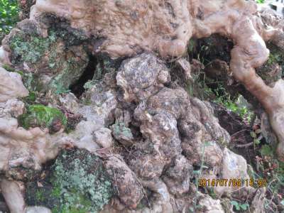 �����̃T���X�x���i�V�R�L�O���j